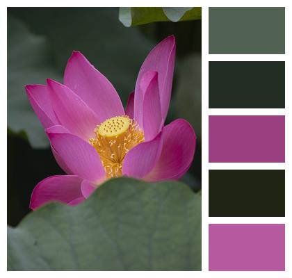 Pink Flower Flower Lotus Image
